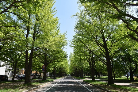 札幌キャンパス イチョウ並木